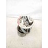 Pompa Carburante VOLKSWAGEN Polo 4° Serie del 2001 - 2009